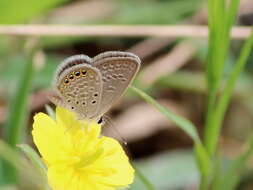 Image of Oriental Grass Jewel