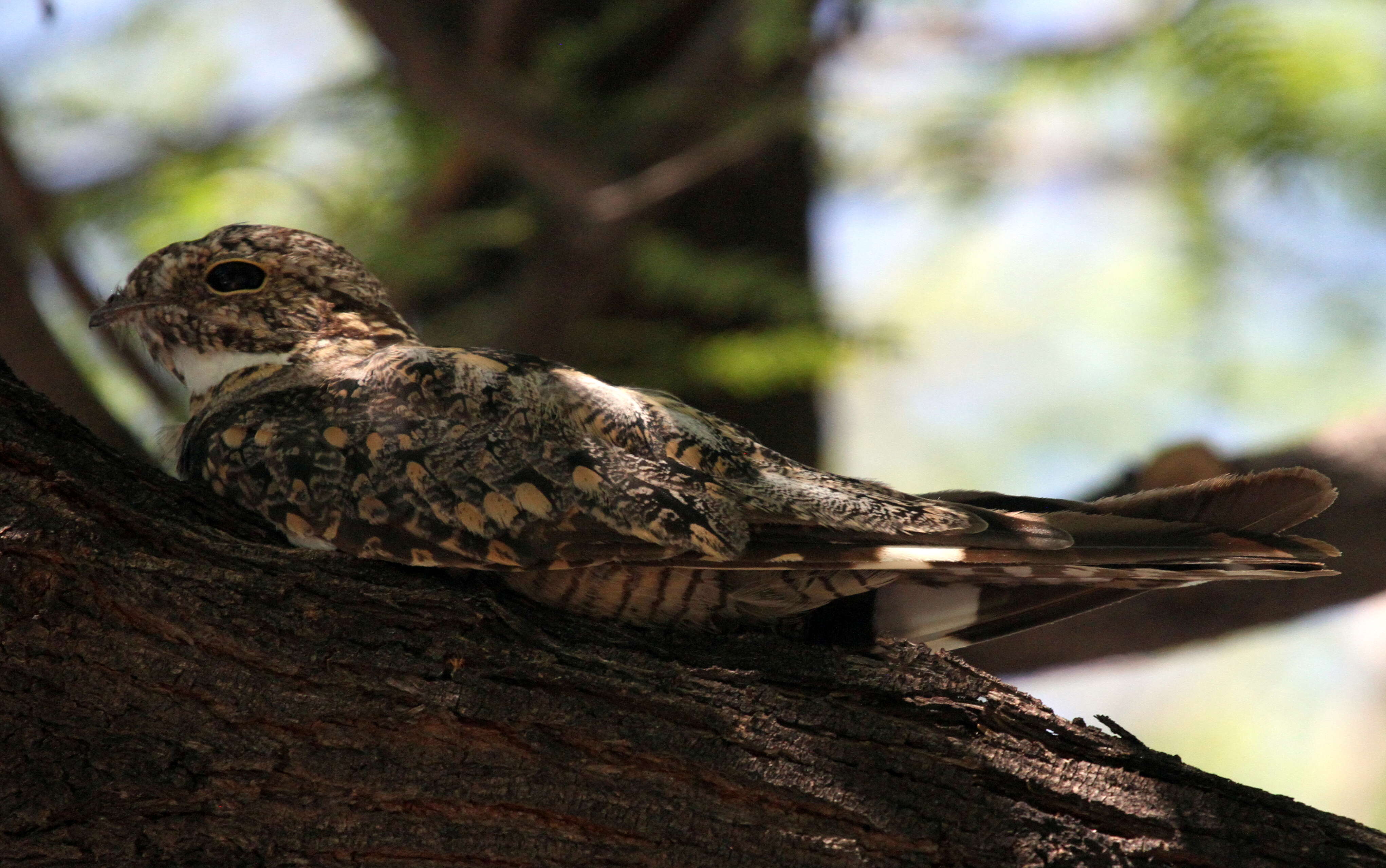 Image of Lesser Nighthawk