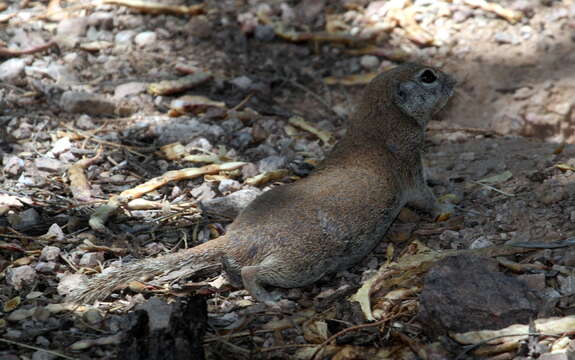 Image of Xerospermophilus Merriam 1892