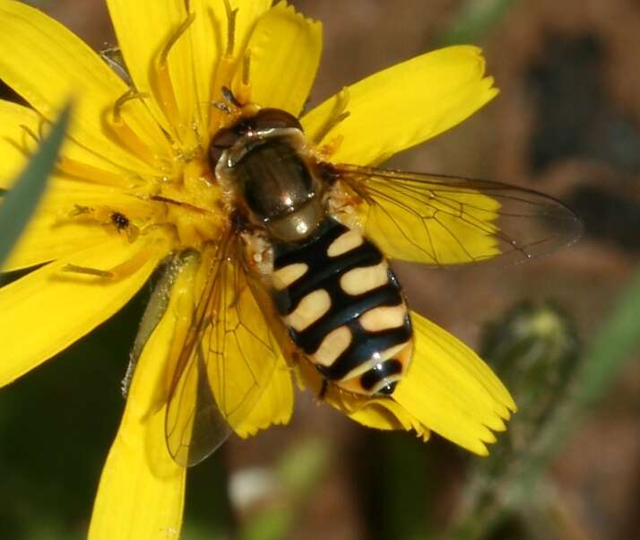 Image of Eupeodes corollae (Fabricius 1794)