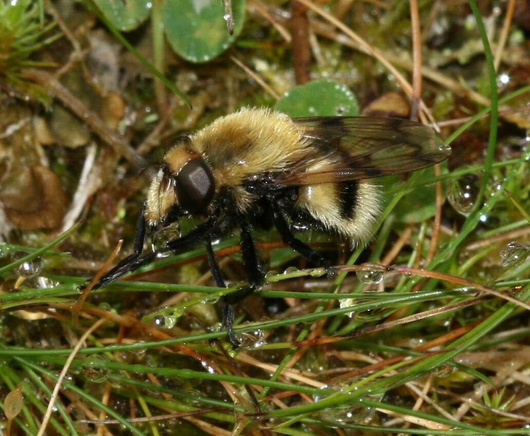 Volucella bombylans (Linnaeus 1758) resmi