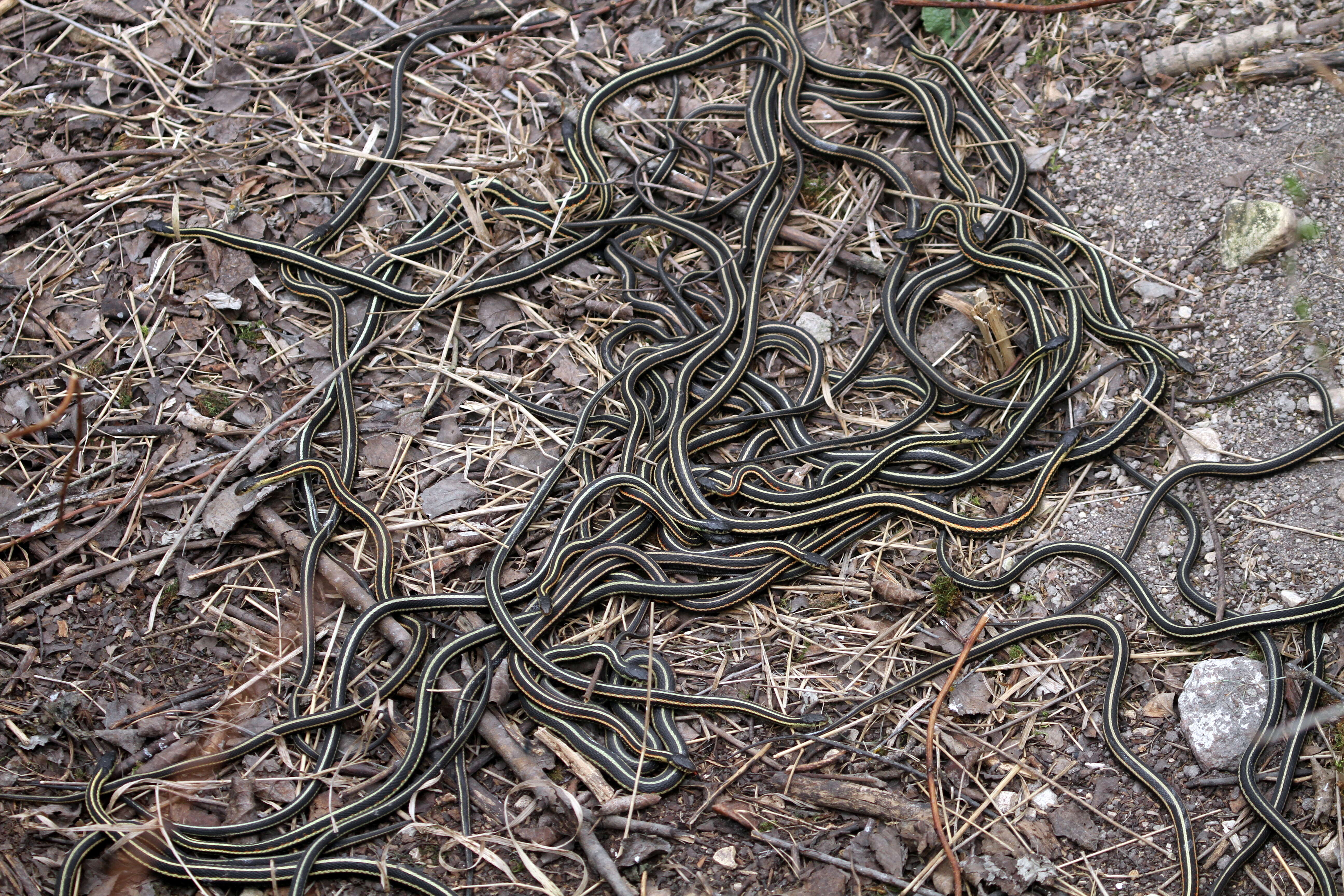 Image of Common Garter Snake