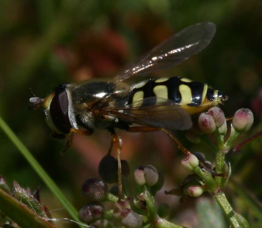 Image of Eupeodes corollae (Fabricius 1794)