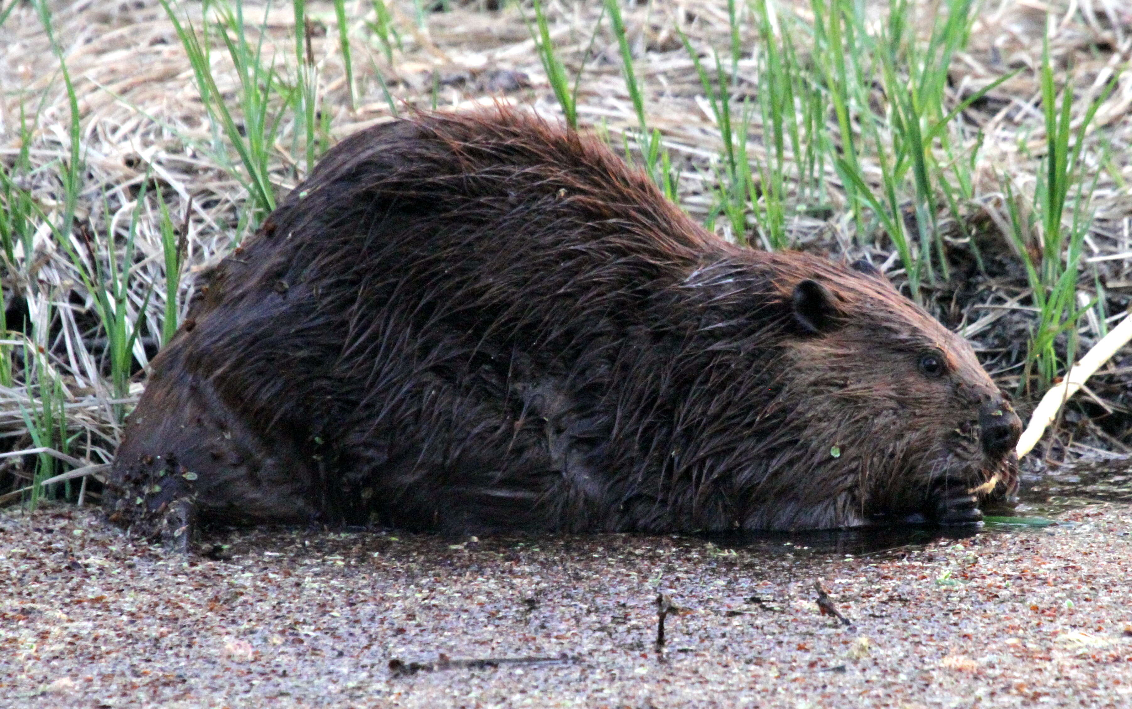 Image of beavers