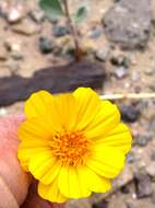 Geraea canescens Torr. & A. Gray的圖片