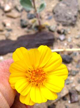 Geraea canescens Torr. & A. Gray的圖片