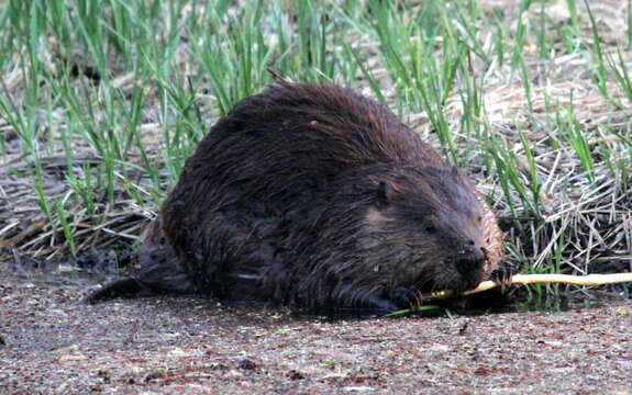 Image of beavers