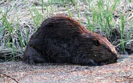 Image of beavers