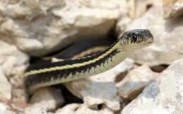 Image of Common Garter Snake