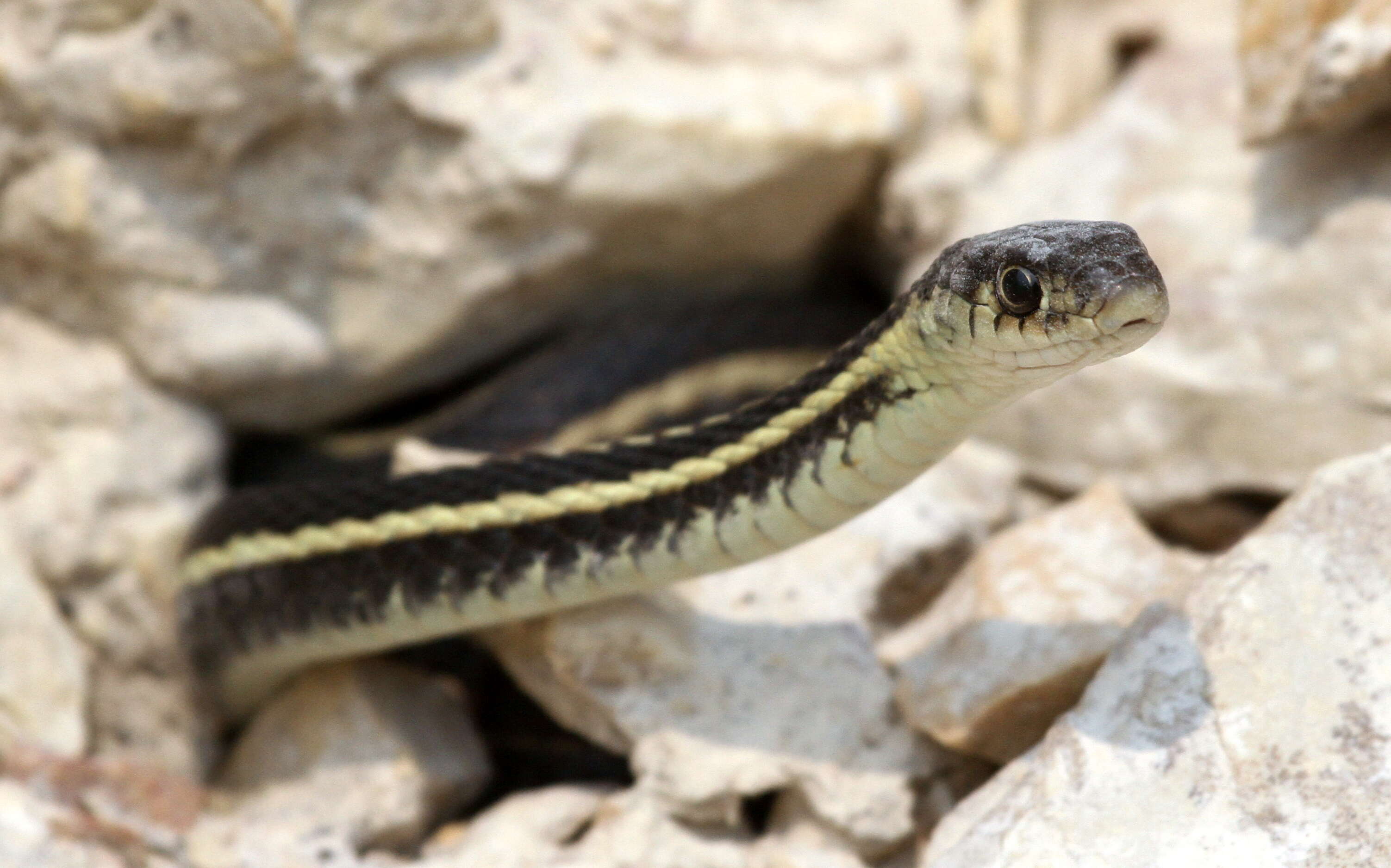 Image of Common Garter Snake