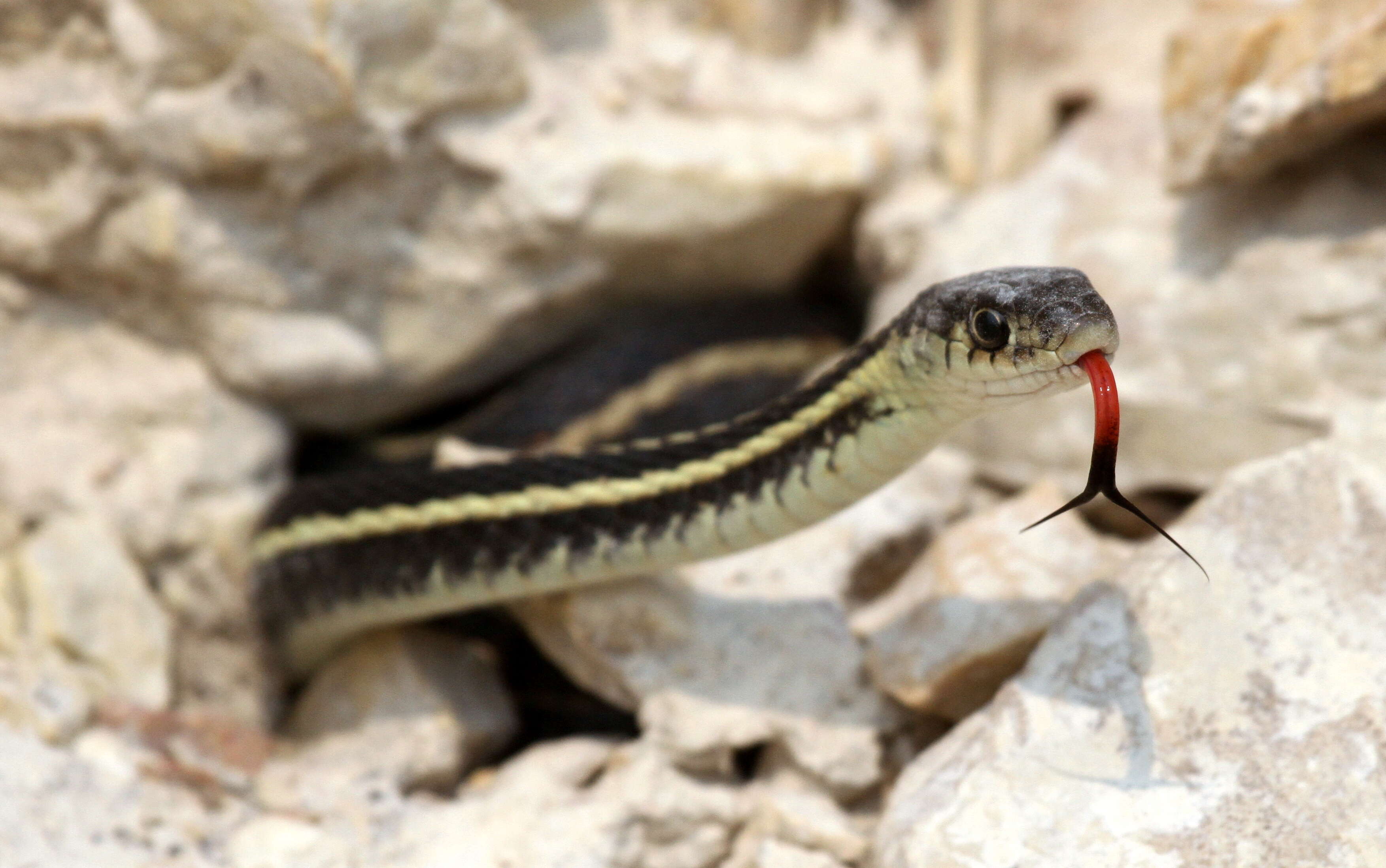 Image of Common Garter Snake