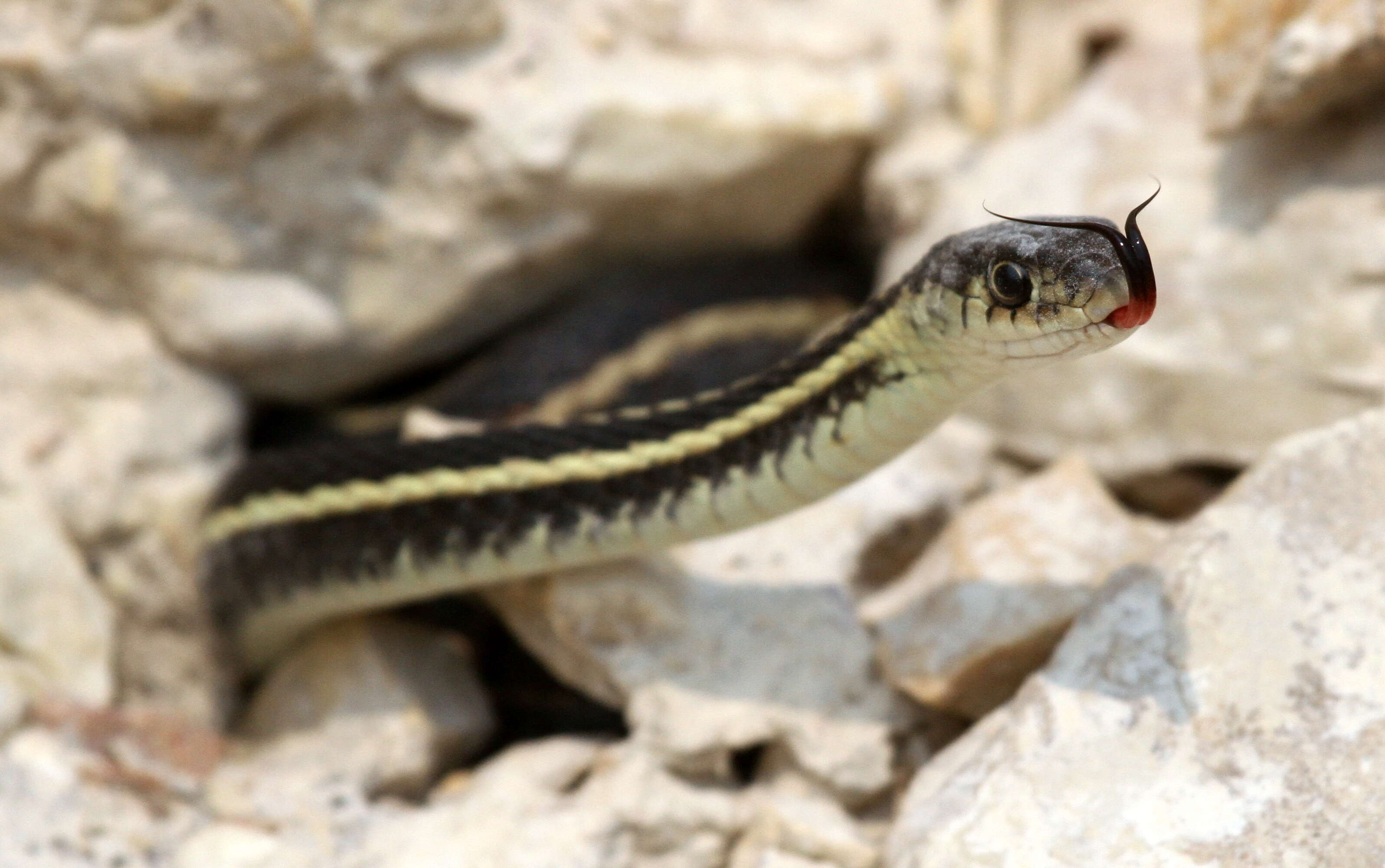 Image of Common Garter Snake