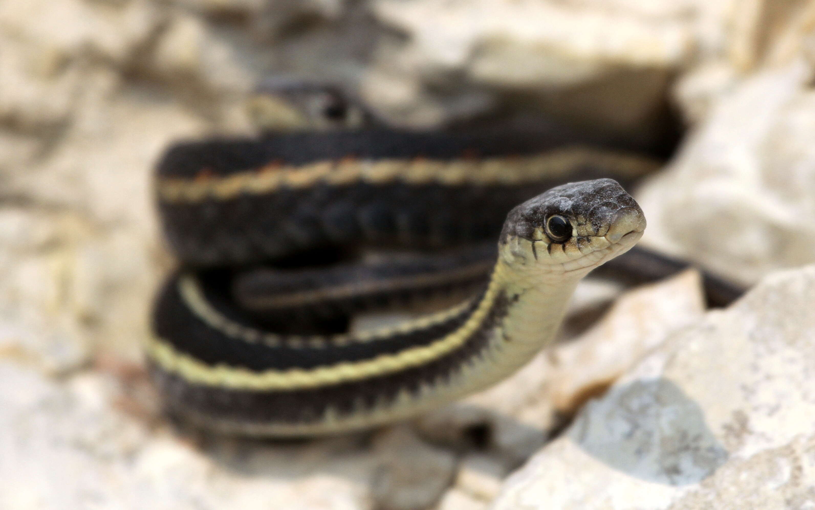 Image of Common Garter Snake