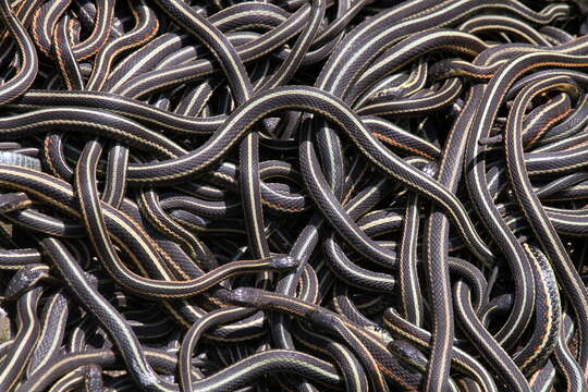 Image of Common Garter Snake