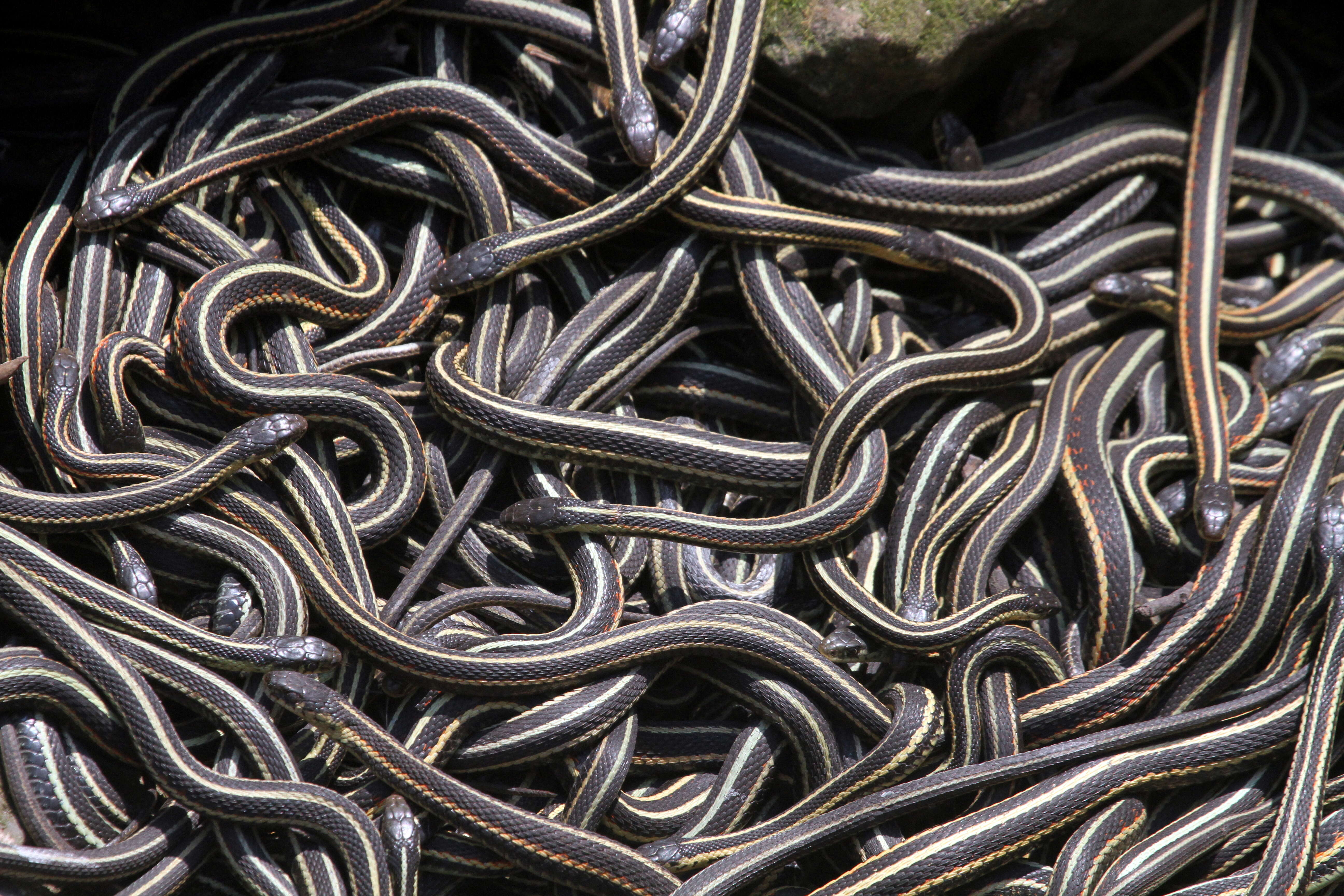 Image of Common Garter Snake