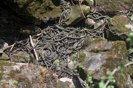 Image of Common Garter Snake