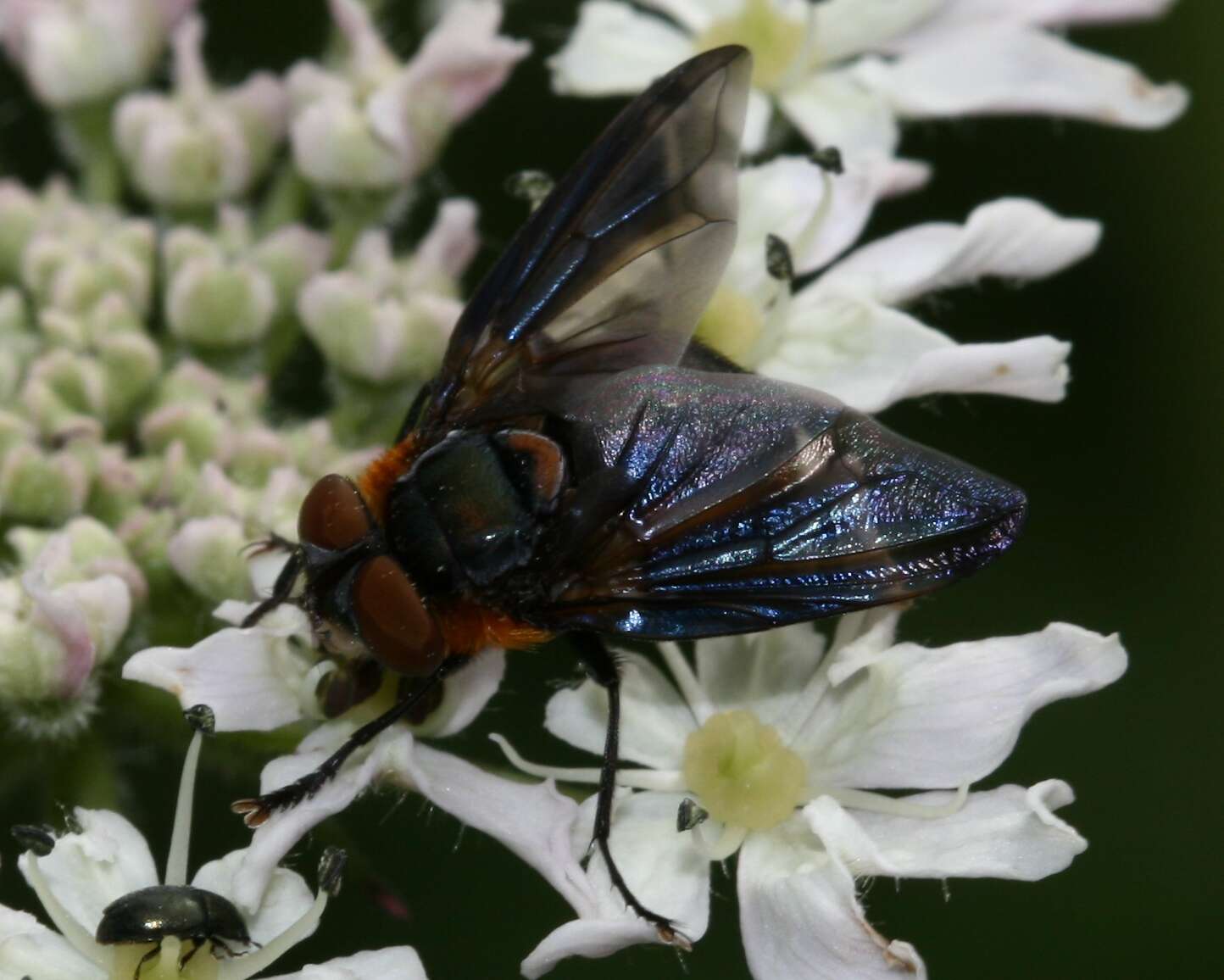 Image of Phasia hemiptera (Fabricius 1794)