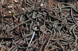 Image of Common Garter Snake