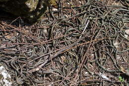 Image of Common Garter Snake