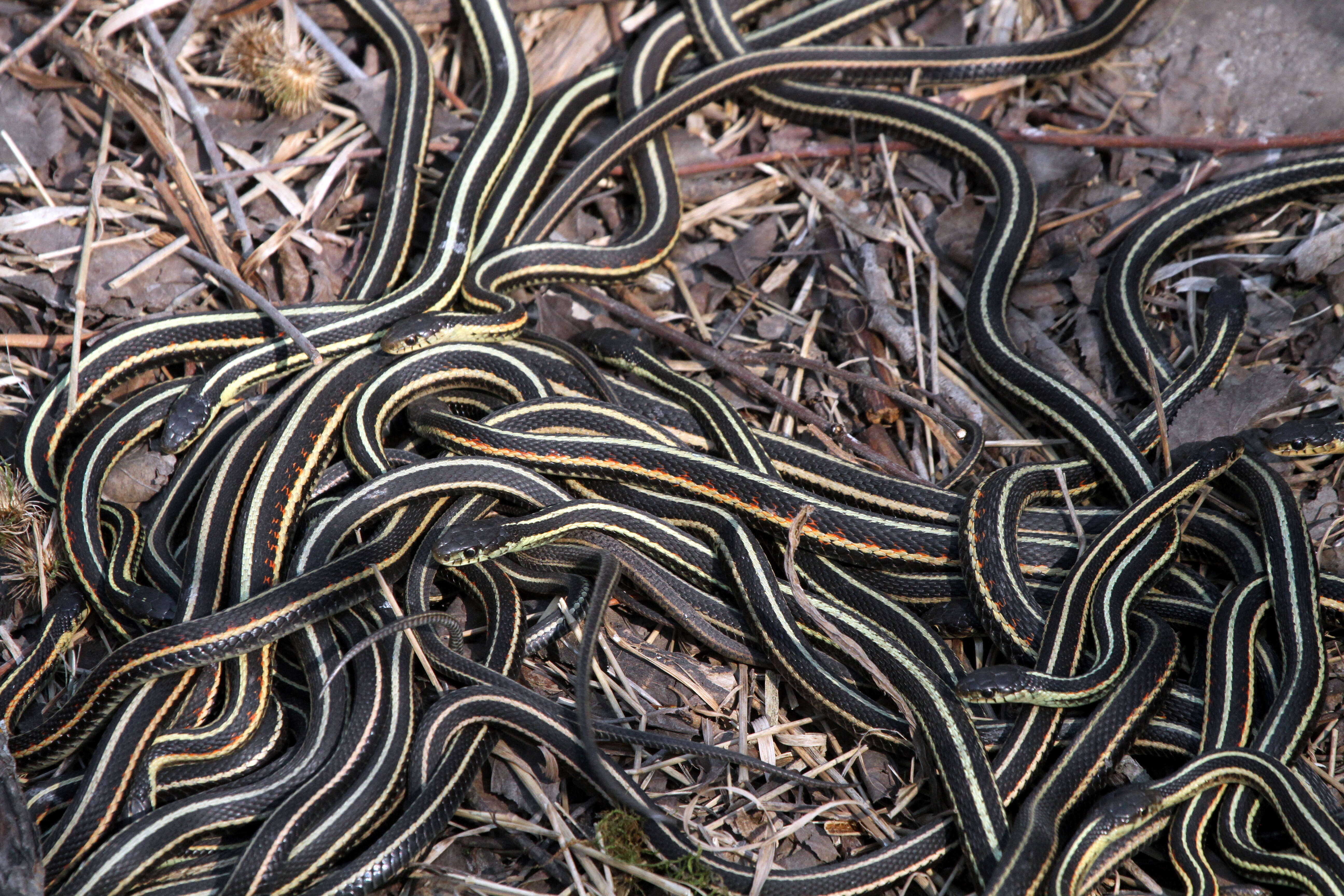 Image of Common Garter Snake