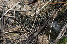 Image of Common Garter Snake