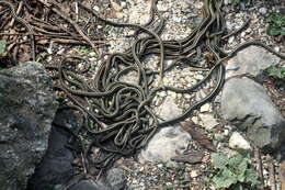 Image of Common Garter Snake