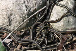 Image of Common Garter Snake