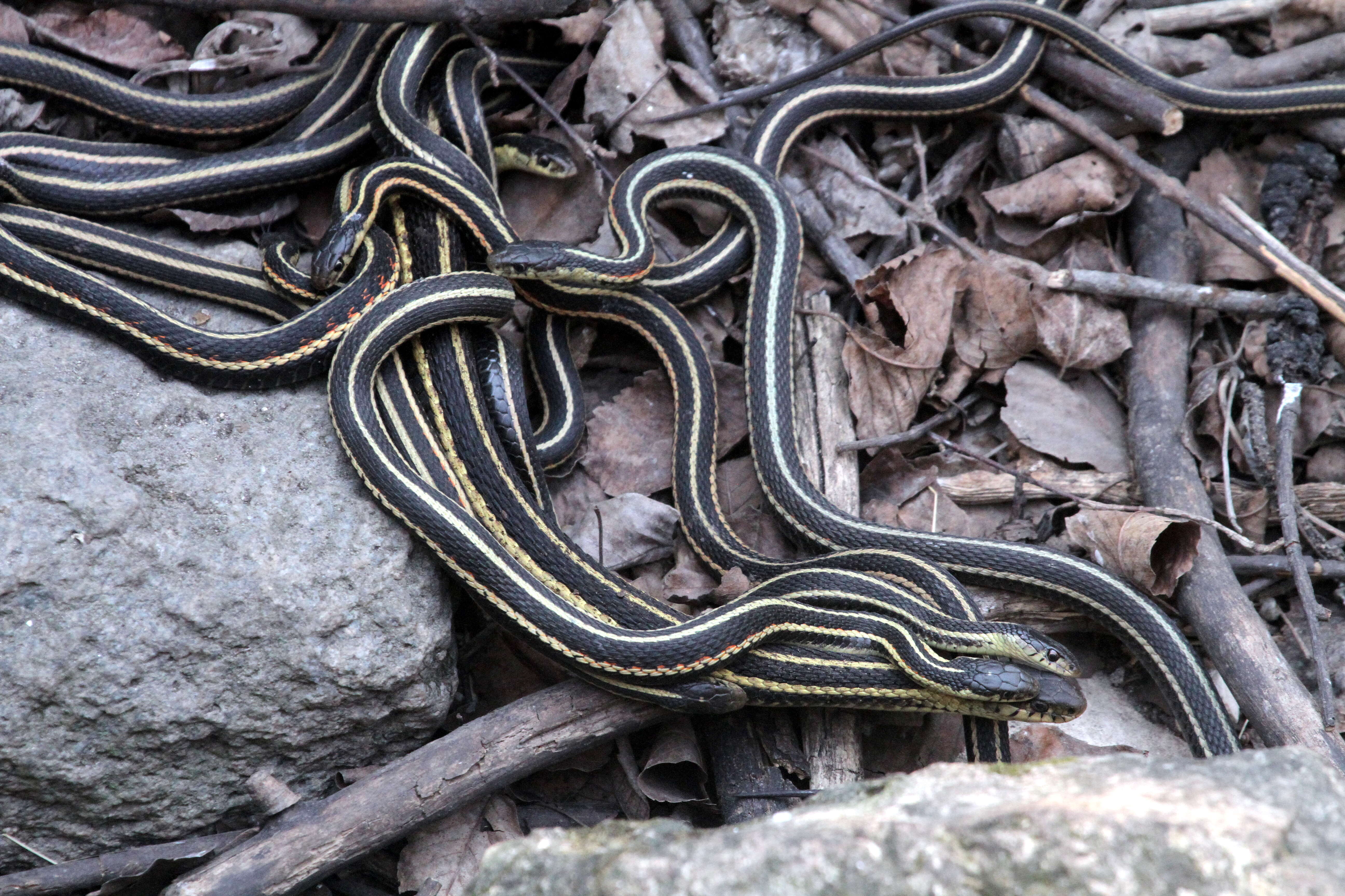 Image of Common Garter Snake