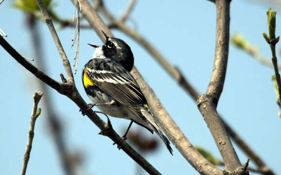 Image of Myrtle Warbler