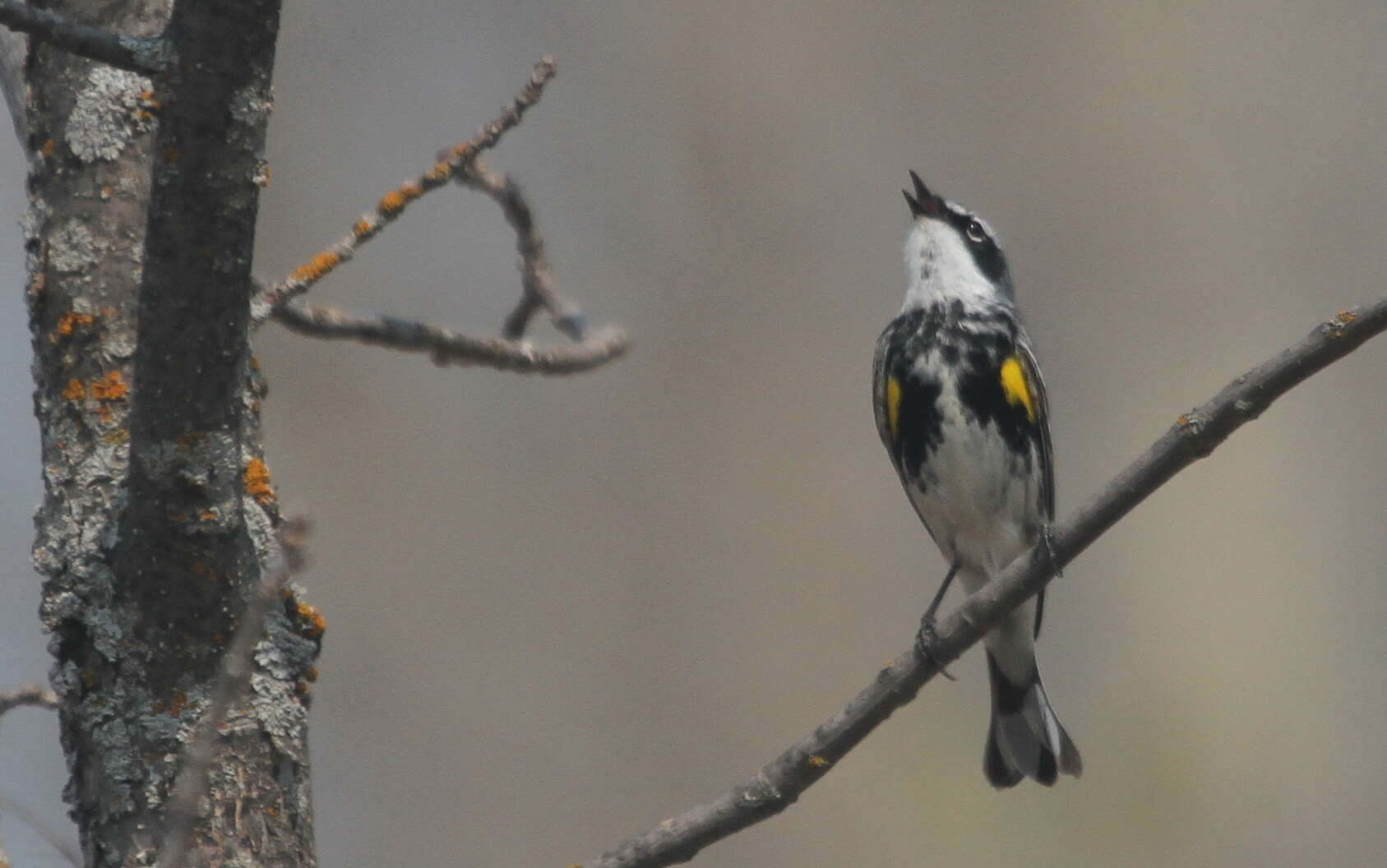 Image of Myrtle Warbler