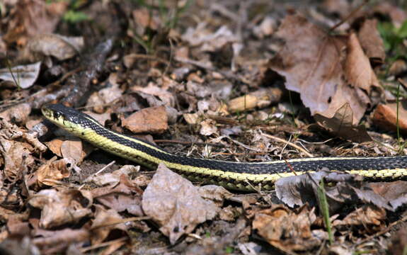 Image of Plains Garter Snake