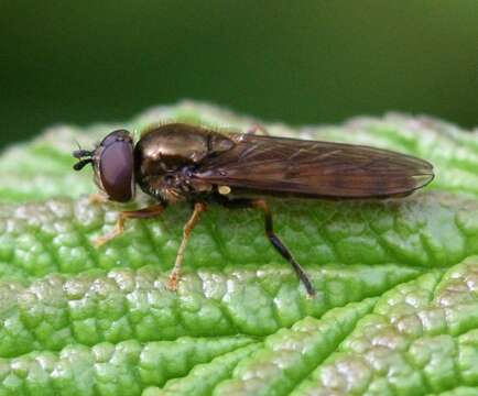 Image of Platycheirus scambus (Staeger 1843)