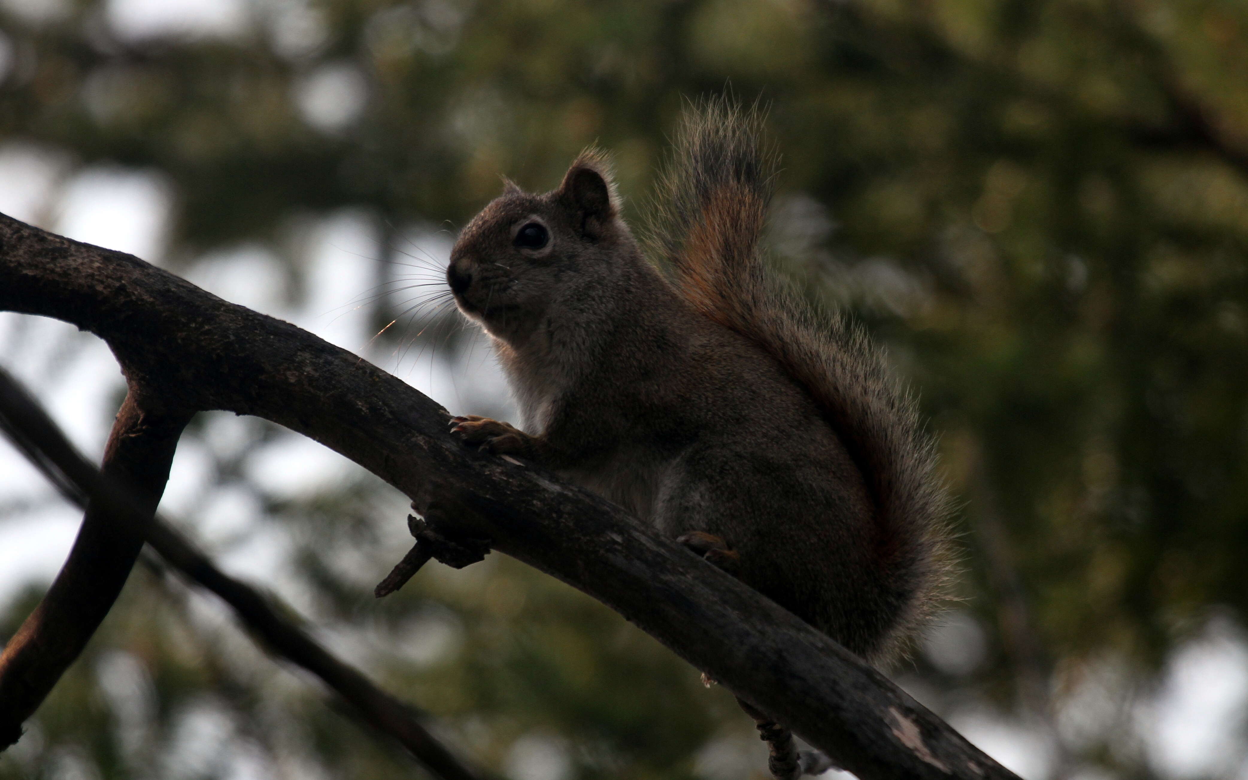 Image of pine squirrel