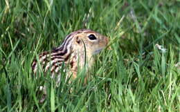 Image of thirteen-lined ground squirrel