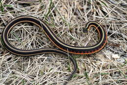 Image of Common Garter Snake