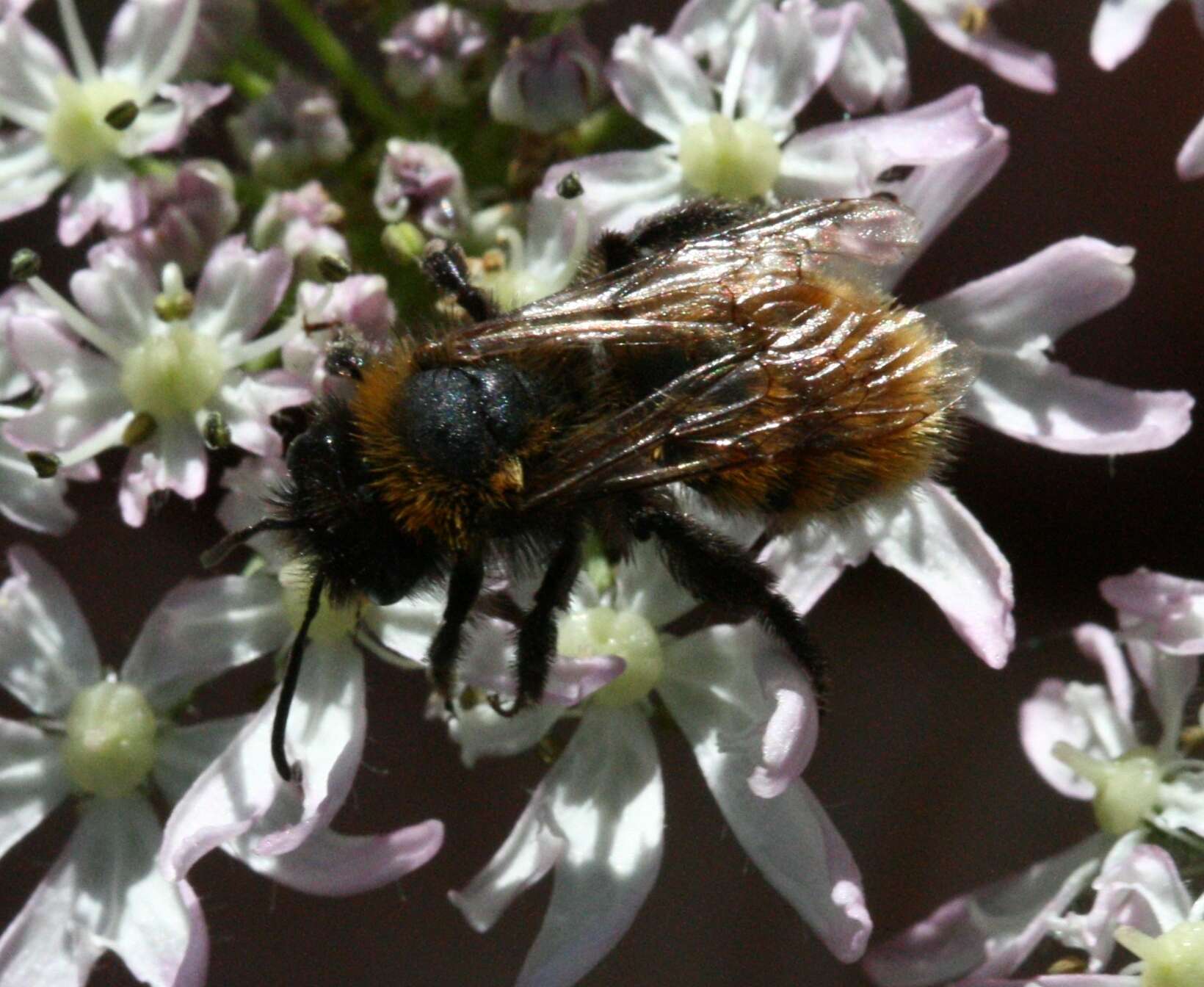 Plancia ëd Andrena fulva (Müller 1766)