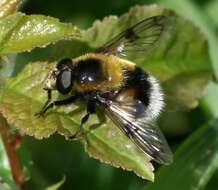 Image of bumblebee hoverfly