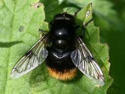 Image of bumblebee hoverfly