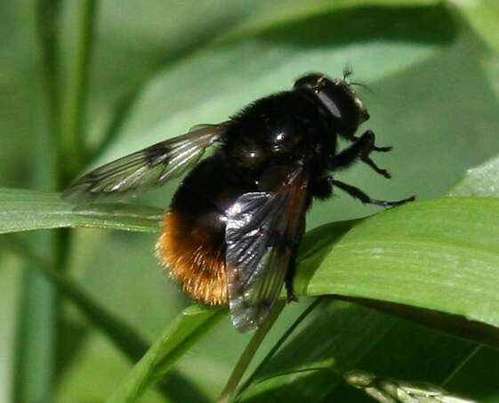 Volucella bombylans (Linnaeus 1758) resmi