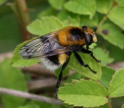 Image of bumblebee hoverfly