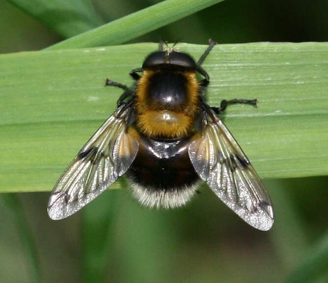 Volucella bombylans (Linnaeus 1758) resmi