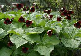 Imagem de Trillium sulcatum T. S. Patrick