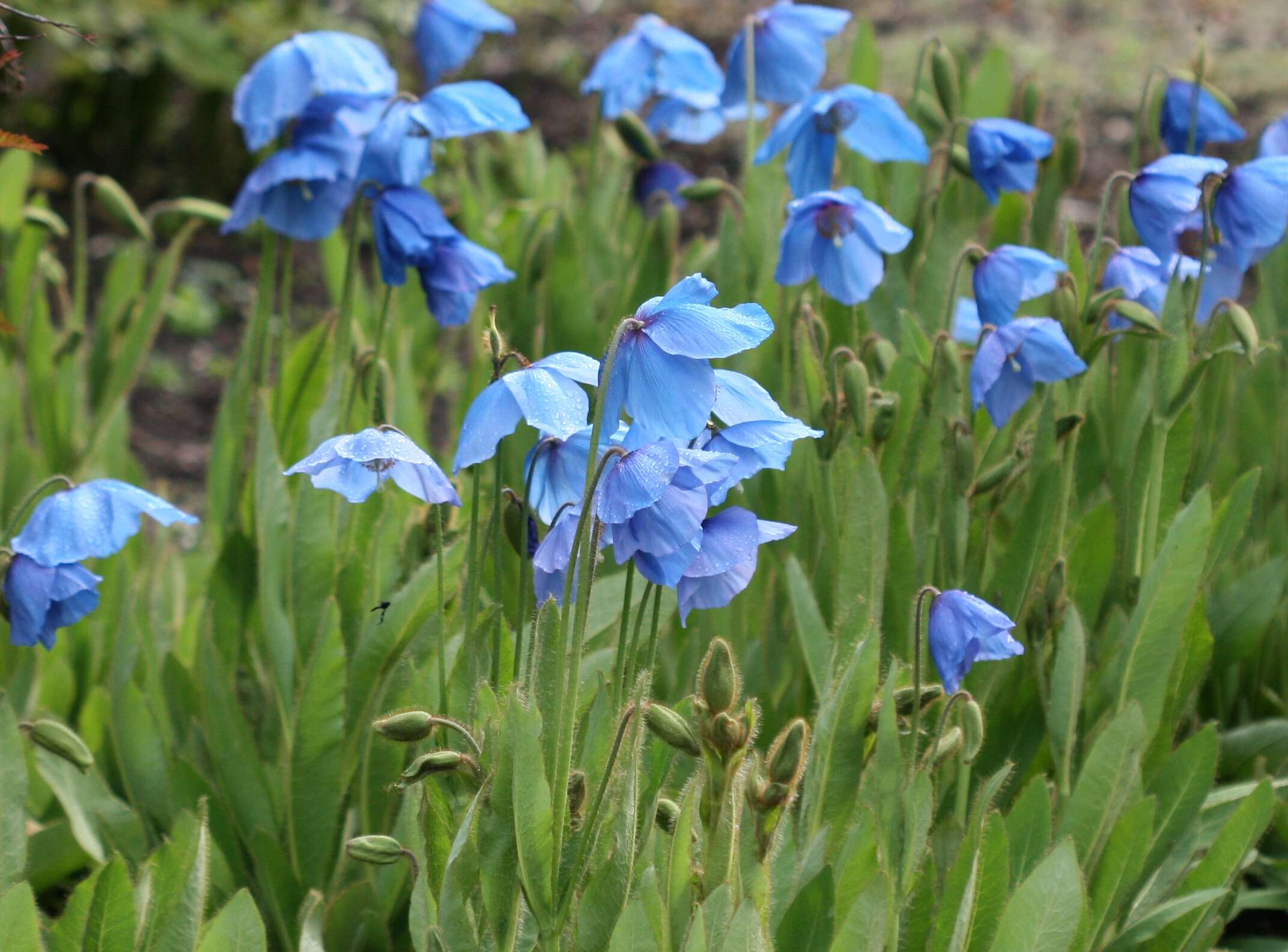 Image of Meconopsis