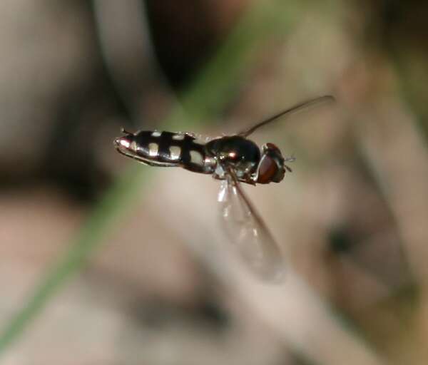 Image of Platycheirus peltatus (Meigen 1822)