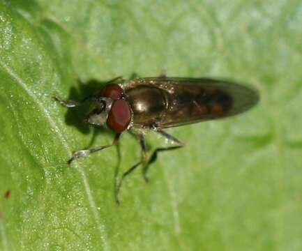 Image of Platycheirus manicatus (Meigen 1822)