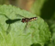 Image of Platycheirus manicatus (Meigen 1822)