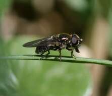 Image of Cheilosia proxima (Zetterstedt 1843)