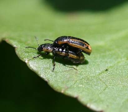 Image of Prasocuris (Prasocuris) phellandrii (Linnaeus 1758)