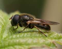 Image de Cheilosia nebulosa (Verrall 1871)