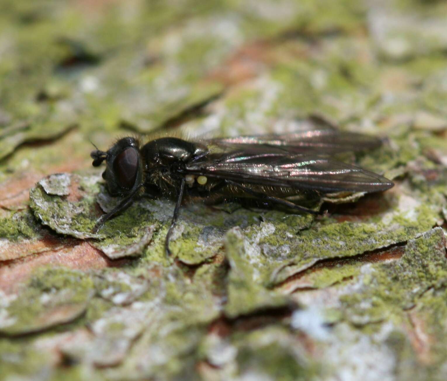 Image of Melangyna quadrimaculata (Verrall 1873)